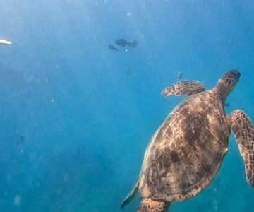 Waikiki: AM Paradise Honu Snorkeling