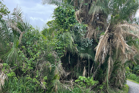 Zimbabwe & Zambia: Victoria Falls Tour with Guide and Lunch