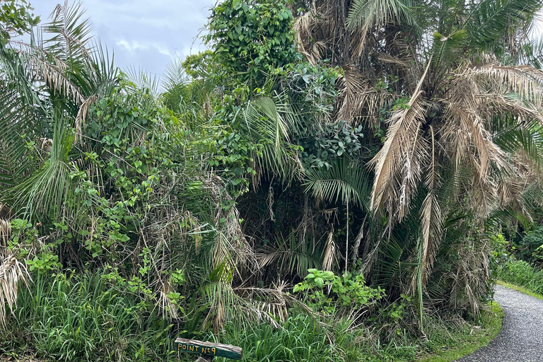 Zimbabwe & Zambia: Victoria Falls Tour with Guide and Lunch