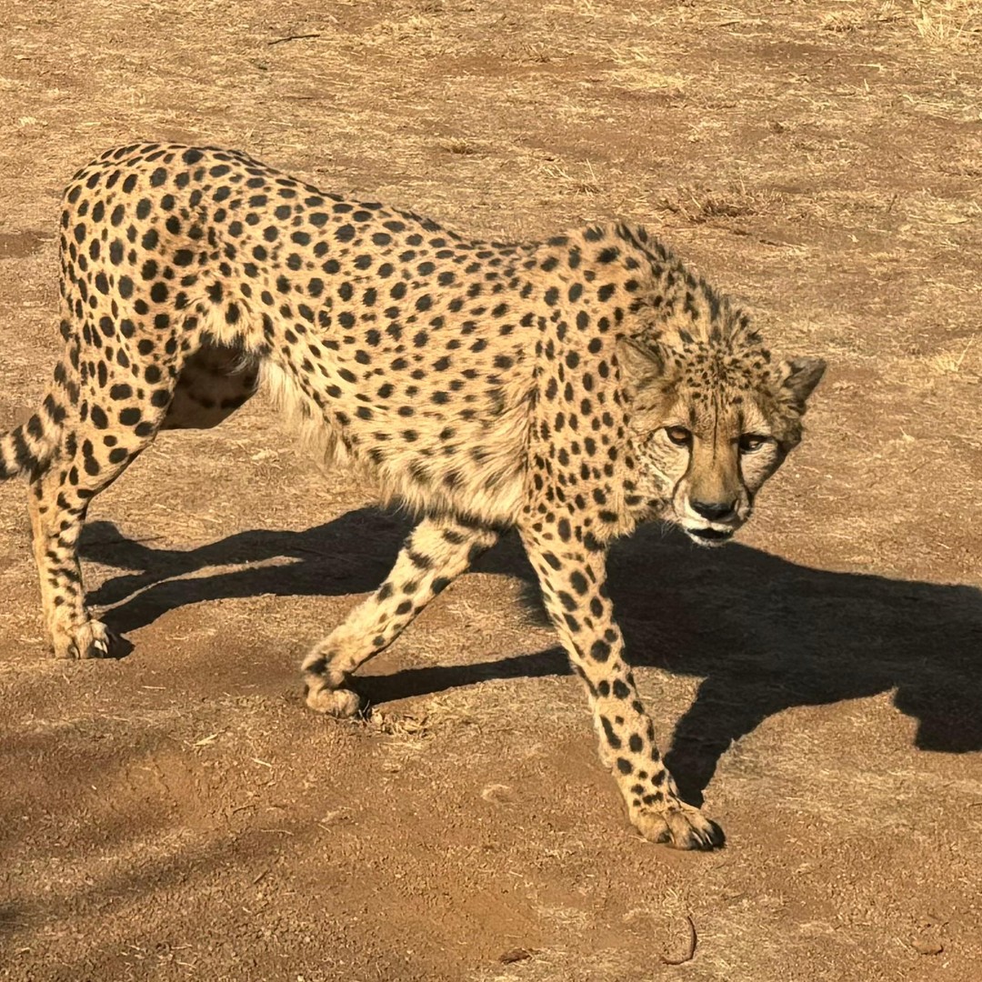 メディア コラージュ