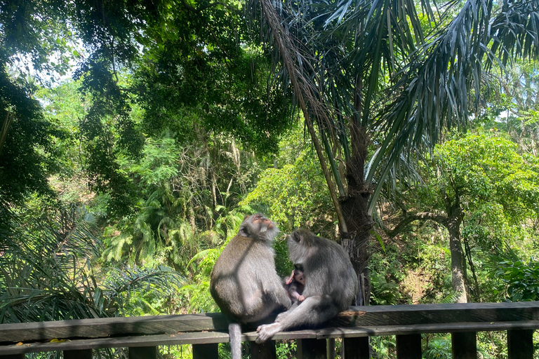 Ubud: Rice Terrace, Monkey Forest, Temple, & Waterfall Private Tours : Not Included entry fee