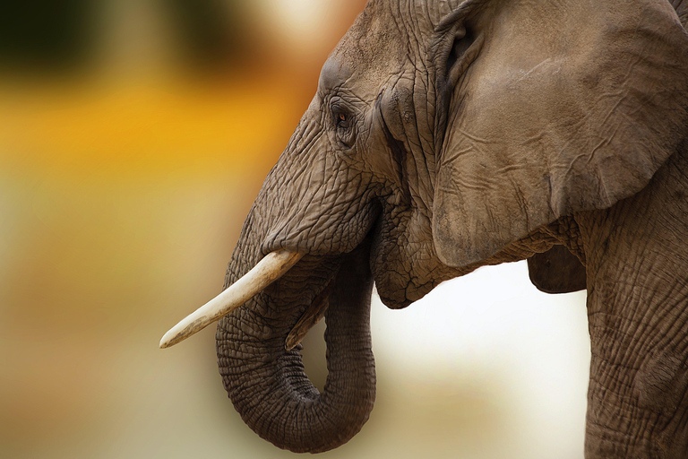 PIRSCHFAHRT UND BREITMAULNASHORN-WANDERSAFARI IN LIVINGSTONE