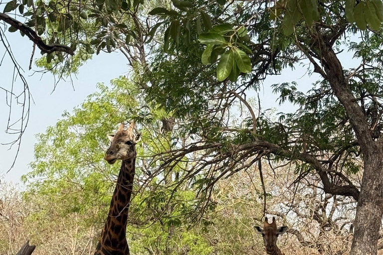 Fathala Wildlife Reserve Safari Tour
