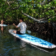Noosa Stand Up Paddle & Mangrove Tunnel Tour (Self-Guided)