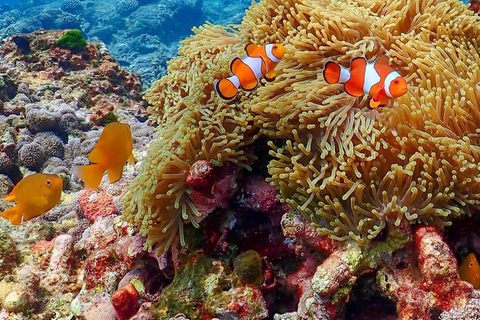 Phuket: Surin Islands Full Day Snorkeling Tour by Speedboat