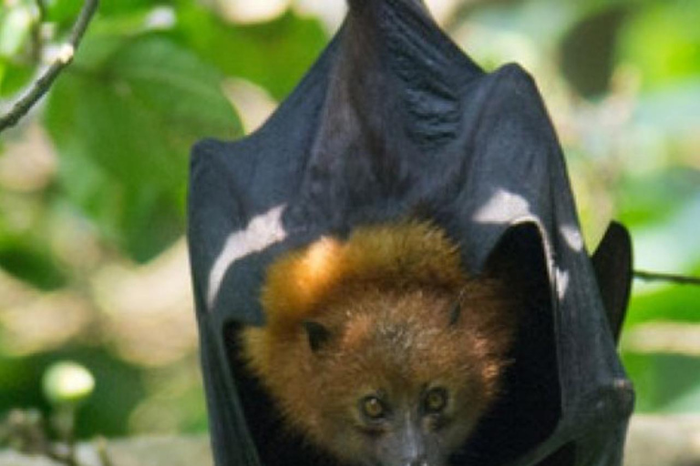 Pemba Island: Flying Fox Sanctuary Tour