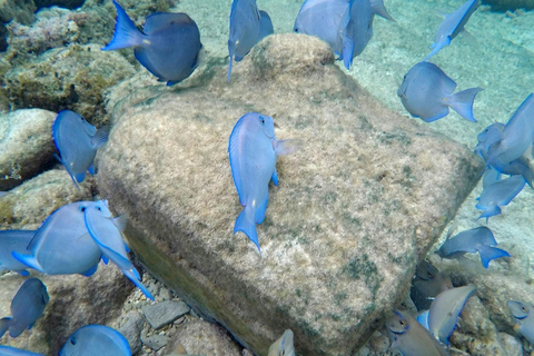 Punta Cana: Private Catalina Island Snorkeling Trip with