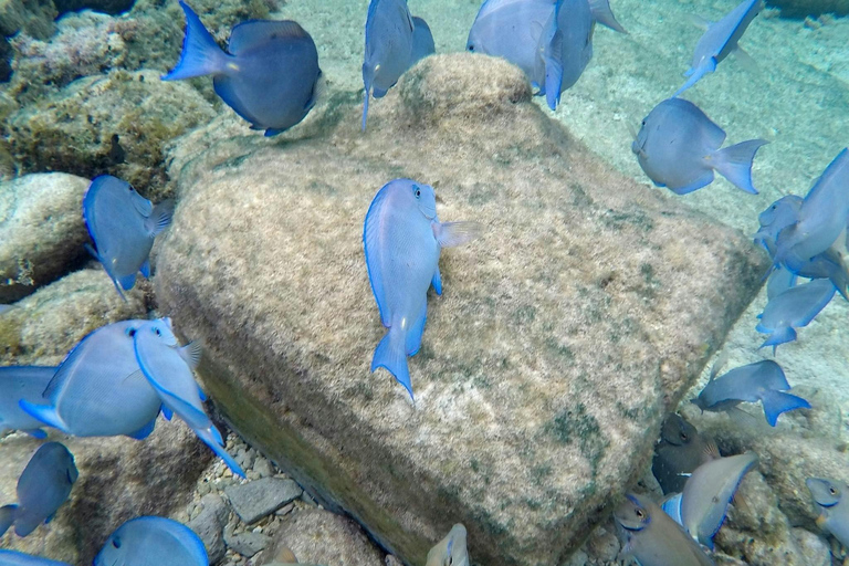 Punta Cana: Private Catalina Island Snorkeling Trip with