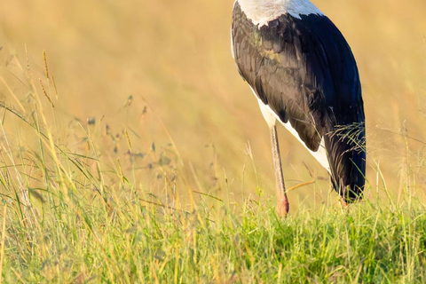 Entebbe: Mabamba Swamp and Botanical Gardens Birding Tour
