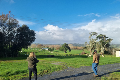 Sheep & Beef Working Farm Private Tour