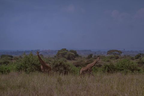 Nairobi: National Park Game Drive with Local Guide