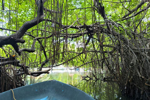 Desde Galle/Colombo:Safari por el río Madu y visita al criadero de tortugas