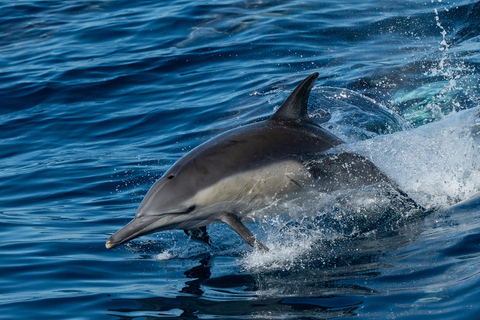 San Diego : Croisière observation des baleines