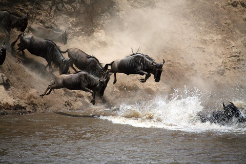 4 jours Parc national du Masai Mara en groupe Camping économique