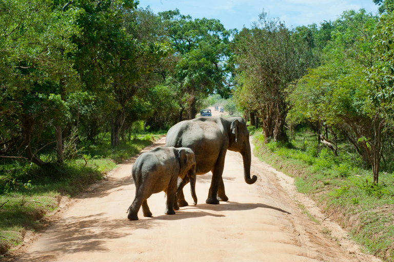 Tour del Triangolo Culturale dello Sri Lanka di 10 giorni+alloggio a 5 stelle