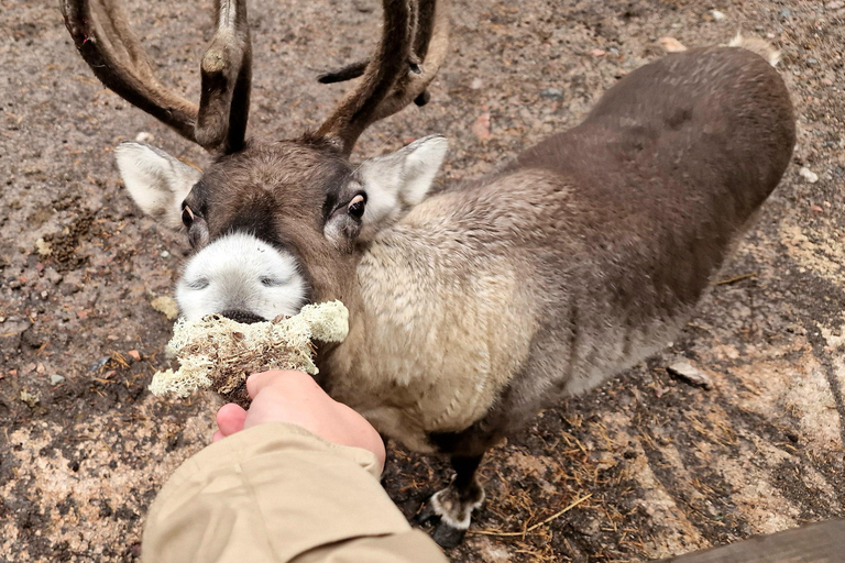 Helsinki: Buggy Ride, Reindeer Farm Visit, and Picnic