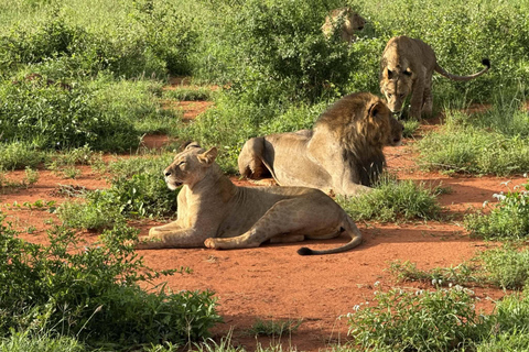 Mombasa: 5-Day Safari- Amboseli, SaltLick, Ziwani & Ngutuni