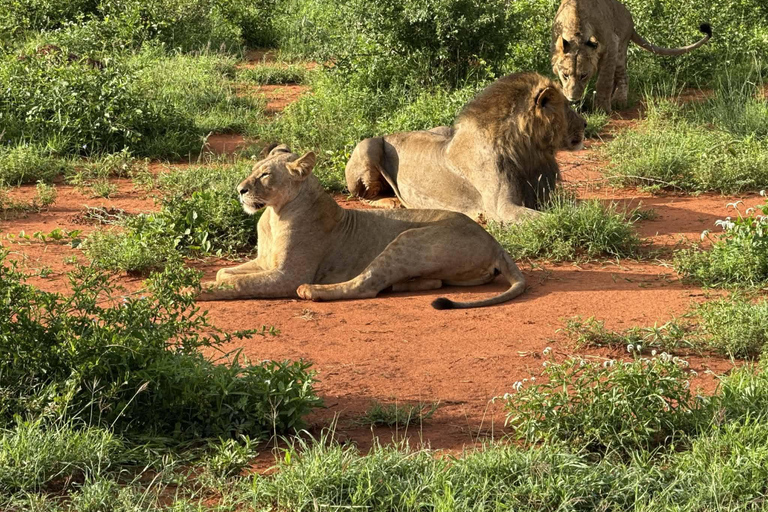 Mombasa: 5-Day Safari- Amboseli, SaltLick, Ziwani & Ngutuni