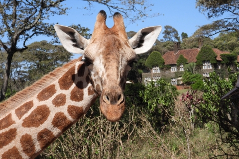 Nairobi: Park Narodowy Nairobi, przejażdżka samochodem i centrum żyraf.