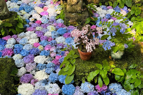From Tokyo: Kamakura Private Day Trip with 3 Route Options Classic Kamakura & Hidden Gems Route