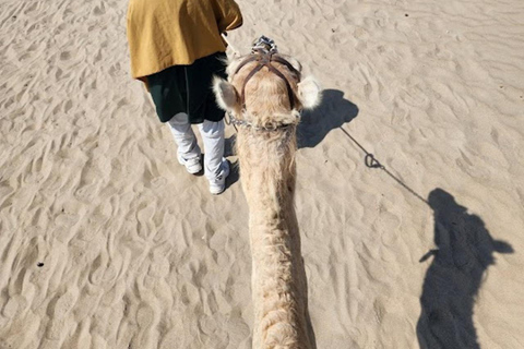 Lima: Ica Camel ride + Huacachina + "Adventure in the Desert" pool Lima: Ica Camel Ride + Huacachina + Swimming Pool "Adventure in the Desert"