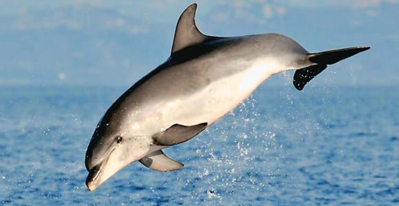 Olbia: Delfinbeobachtung & Schnorcheln Bootstour bei Figarolo