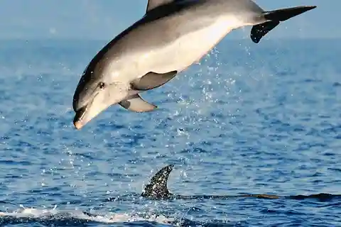 Olbia: Dolphin Watching & Snorkeling Boat Tour near Figarolo