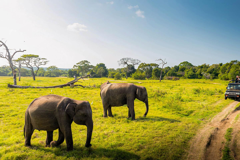 Excursión y safari por el pueblo de Habarana