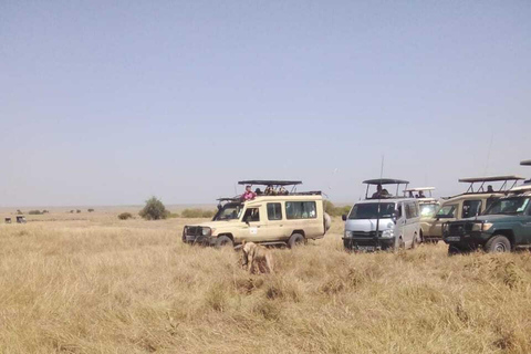 From Nairobi: 3-Day Masai Mara Safari with Accommodation