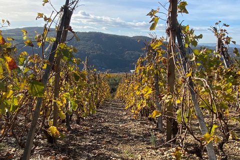 Lyon: Ausflug in die Weinberge, Weinprobe und BistronomierestaurantPrivate Tour auf Französisch