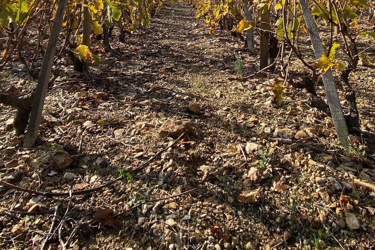 Lyon: Ausflug in die Weinberge, Weinprobe und BistronomierestaurantPrivate Tour auf Französisch