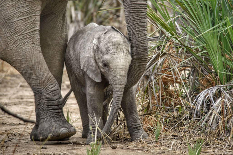 Mosi-oa-Tunya National Park Private Family Safari