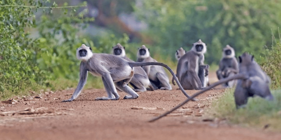 Wilpattu Wildlife Adventure, Day Safari with Picnic Meals - Housity
