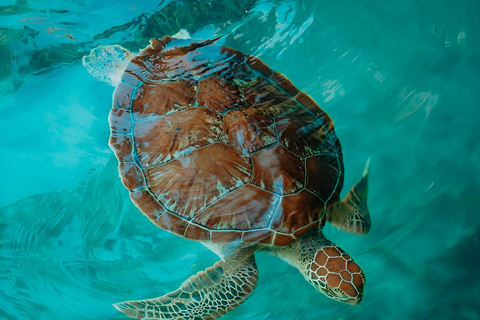 Zanzibar: Simma med sköldpaddor i Salaam-grottan och en bevarande-turKizimkazi: Salaam-grottan, simma med sköldpaddor och bevarande