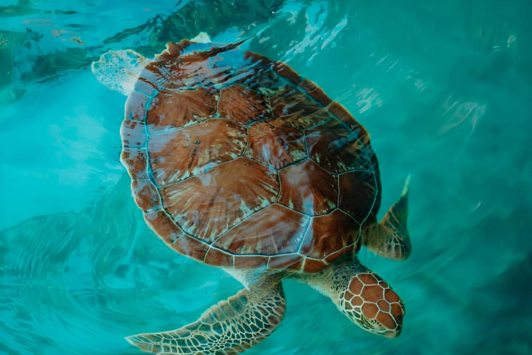 Zanzibar: Simma med sköldpaddor i Salaam-grottan och en bevarande-turKizimkazi: Salaam-grottan, simma med sköldpaddor och bevarande