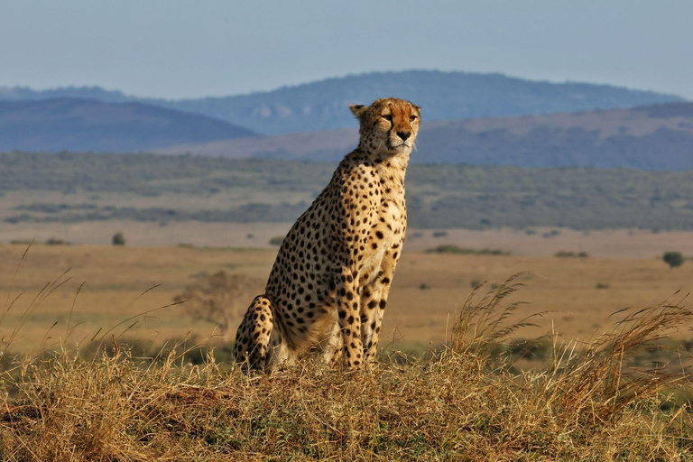 Safari de 7 días Amboseli-Bogoria/Baringo-Nakuru y Masai Mara.