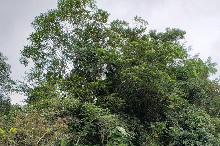 Cali: San Cipriano Reserve, Brujita Ride & Jungle Tubing San Cipriano Reserve Tour Without Transportation