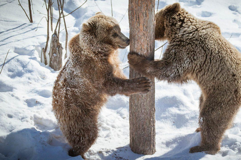 Vanuit Rovaniemi: Bezoek het wildpark in Ranua