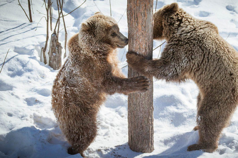 Z Rovaniemi: odwiedź park dzikich zwierząt w Ranua