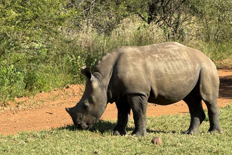 Johannesburg and Pretoria half day big 5 safari tour