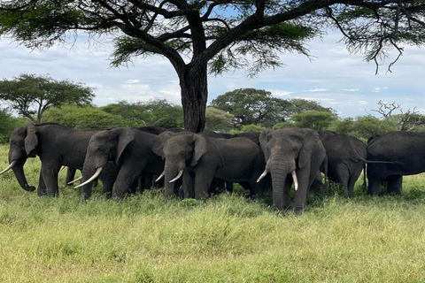 Safári de 5 dias em Tarangire, Serengeti e Ngorongoro