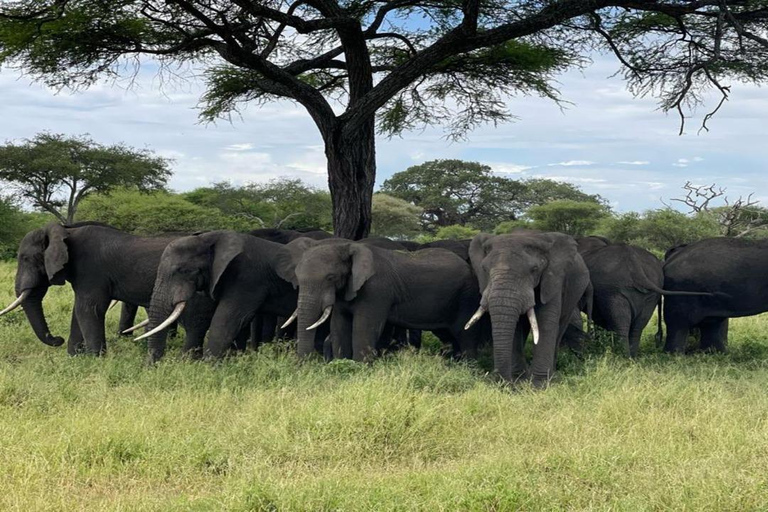 5 Dagar Njut av Tarangire, Serengeti, Ngorongoro Safari