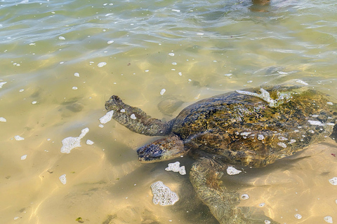 From Colombo: Day trip to Galle Dutch Fort & Turtle Beach