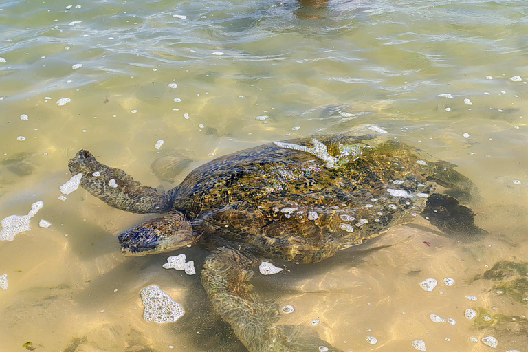 From Colombo: Day trip to Galle Dutch Fort & Turtle Beach