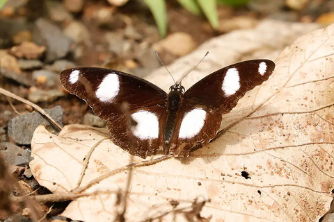 Chebera Churchura: Wildtiere &amp; malerische Ausblicke 4-tägige TourChebera Churchura: 4-tägige Tour mit Wildtieren und tollen Aussichten