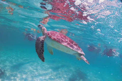 Cancun: Snorkeling tour with Sea Turtle Akumal & Cenote Swim
