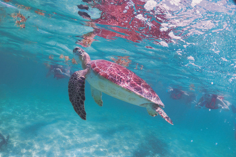 Cancun: Snorkeling tour with Sea Turtle Akumal & Cenote Swim Tulum: Snorkeling tour with Sea Turtle Akumal & Cenote Swim