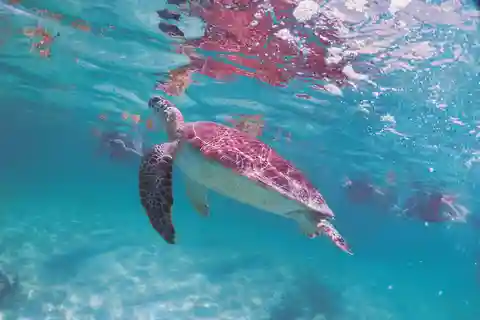 Cancun: Excursão de snorkeling com tartaruga marinha Akumal & Cenote Swim