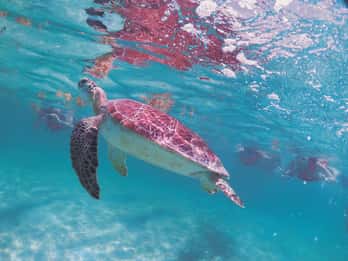 Akumal :Snorkeling tour with Sea Turtles & underground river