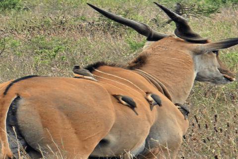 Tour di un giorno del Parco Nazionale di Nairobi e del Centro delle Giraffe